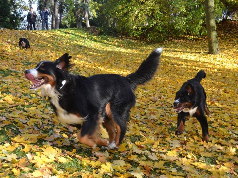 SvatomartinskaN201402