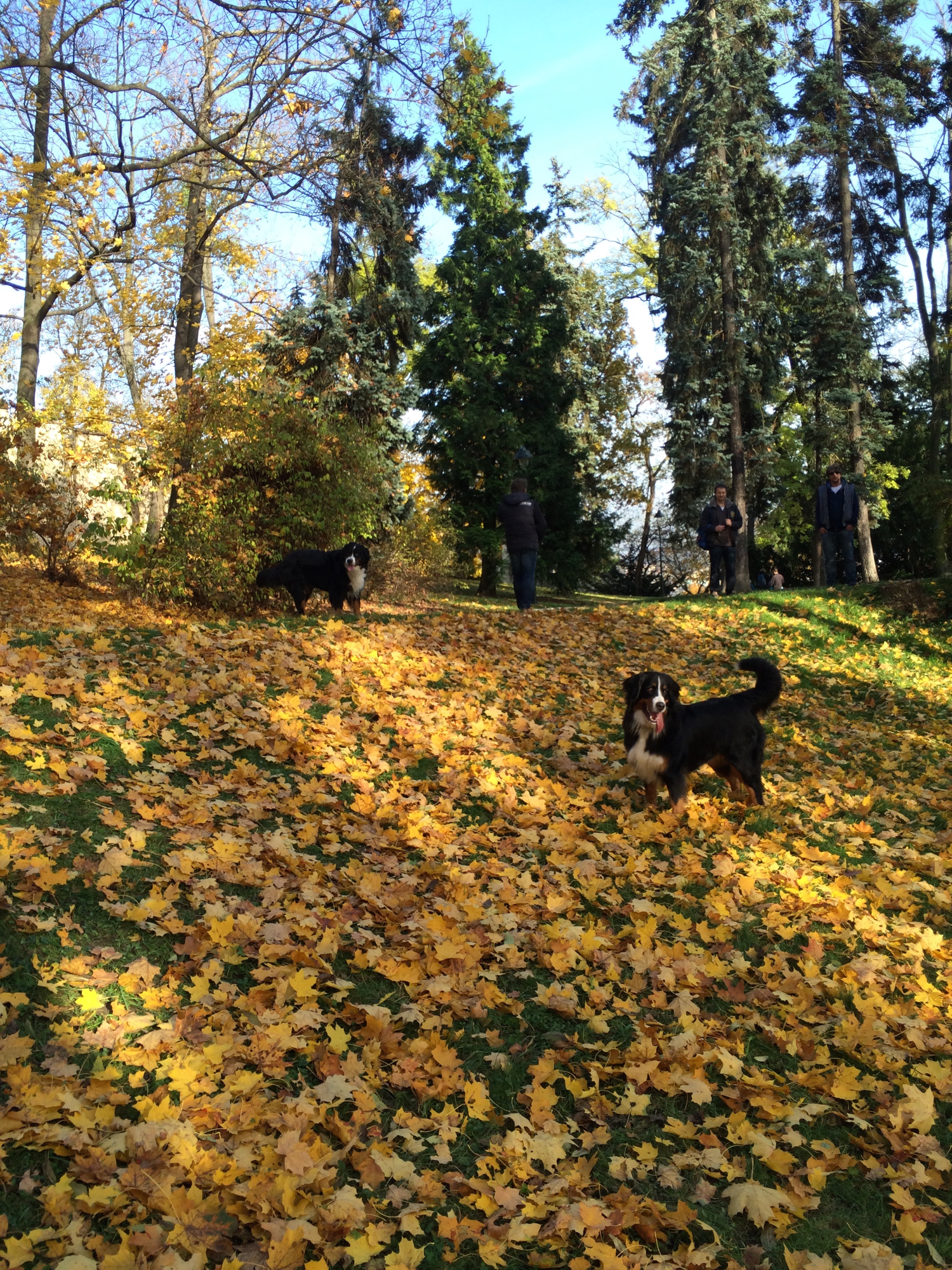 SvatomartinskaN201408